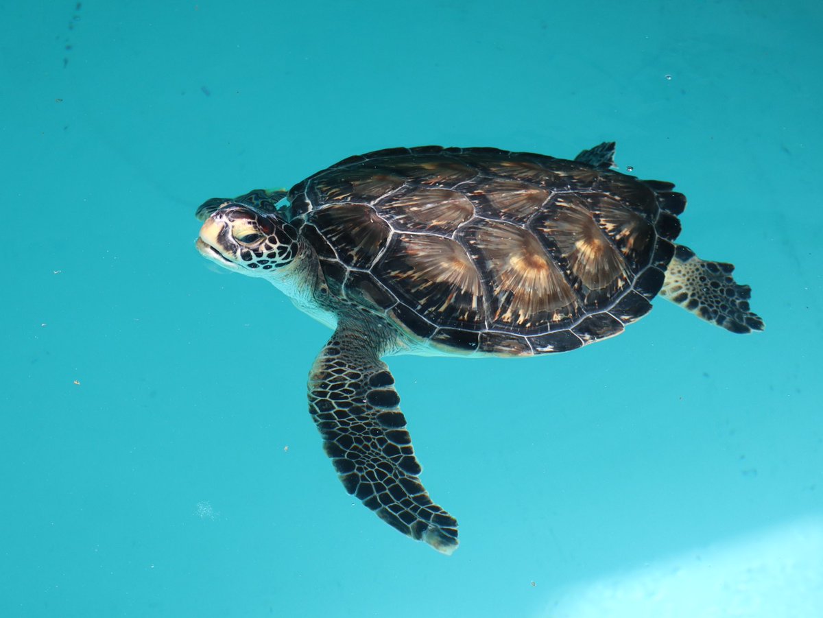 現在、世界には約360種類の亀が確認されています。 その中で海に生息