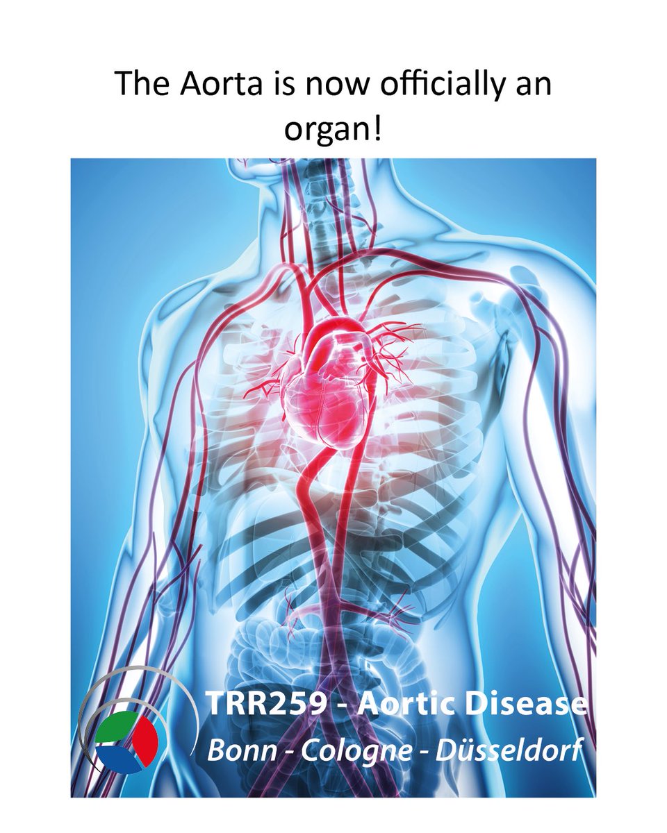 Five years ago, our #TRR259 was born, and since then, we have set standards! 🎉 Through groundbreaking work and tireless dedication, we are proud to say today: 'We are Aorta!' 💪🌐 New EACTS/STS guidelines define the #aorta as an independent organ. sciencedirect.com/science/articl…