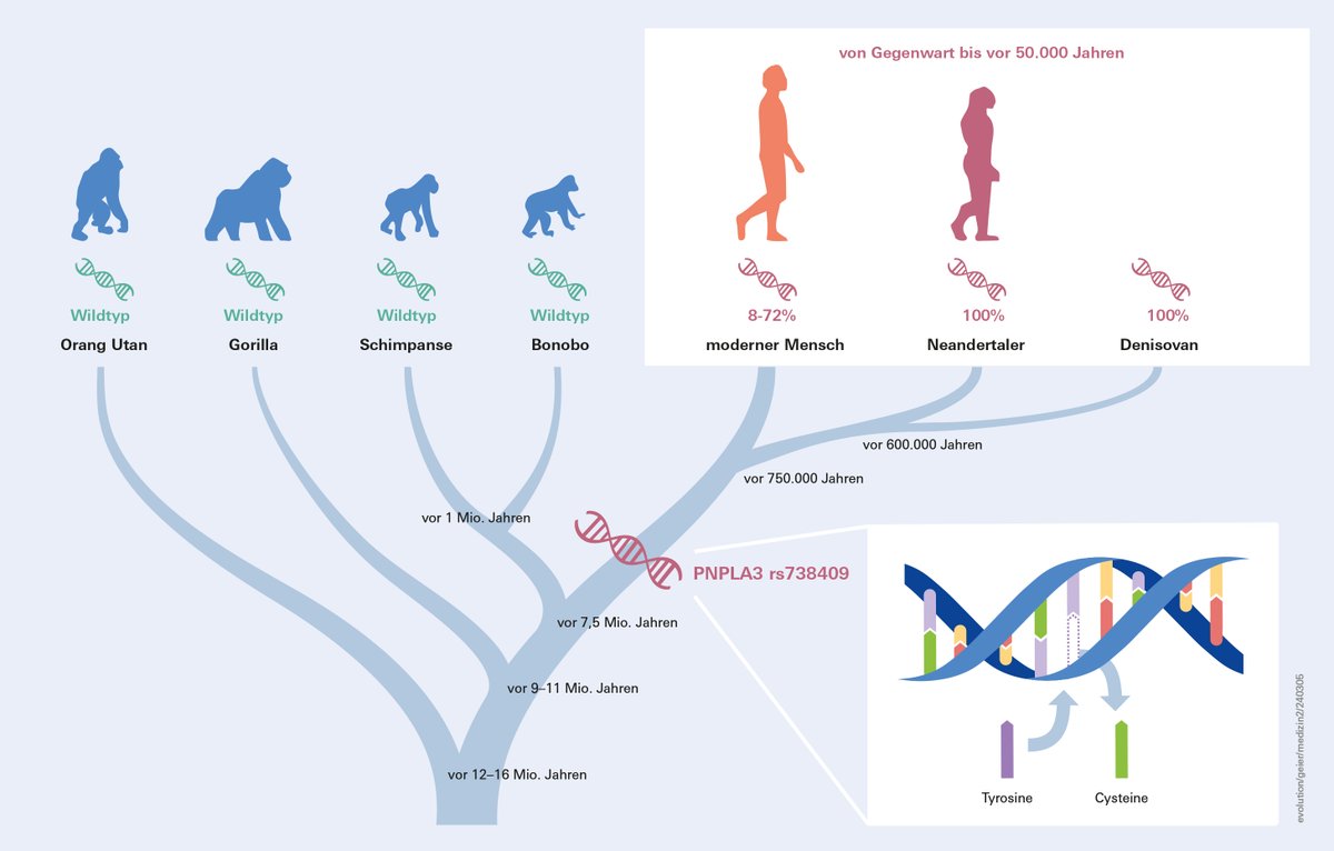 Forschende vom #UKW #UKS @MPI_EVA_Leipzig ermöglichen neue Einblicke in evolutionäre Grundlagen menschlicher Stoffwechselerkrankungen. Relevanteste Genvariante, die für Fettlebererkrankungen verantwortlich ist, stammt aus der Zeit vor der Abspaltung vom Neandertaler @Gut_BMJ