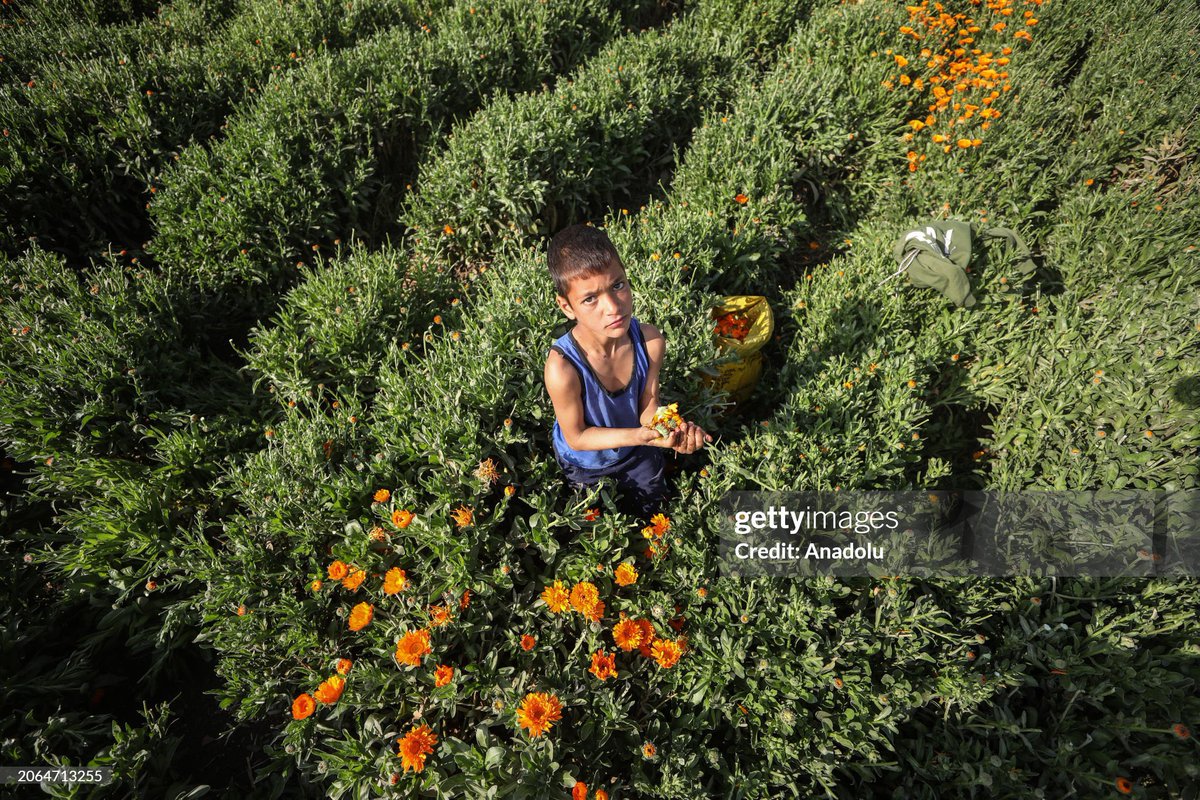 Mohamed El-Shahed tweet media