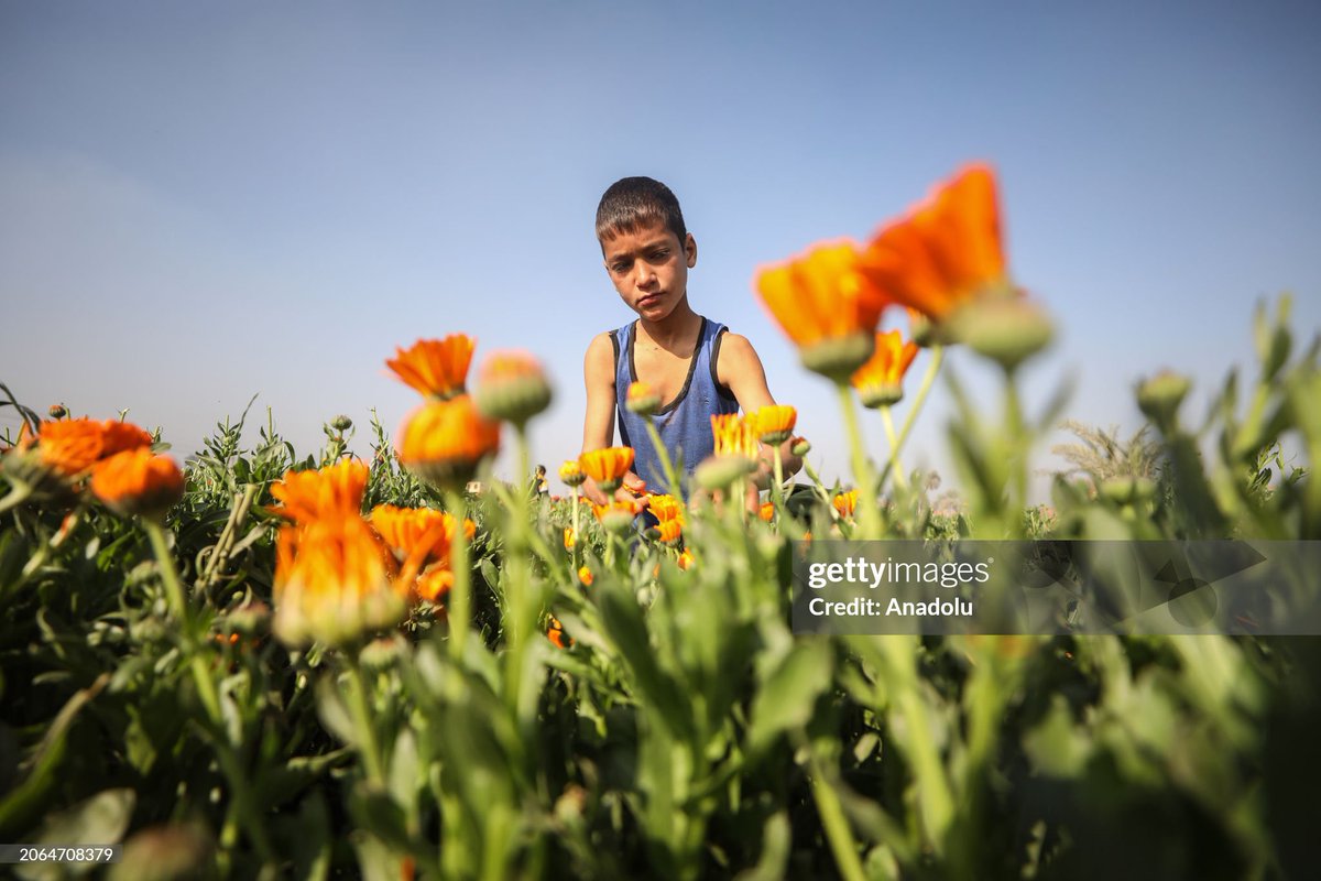 Mohamed El-Shahed tweet media