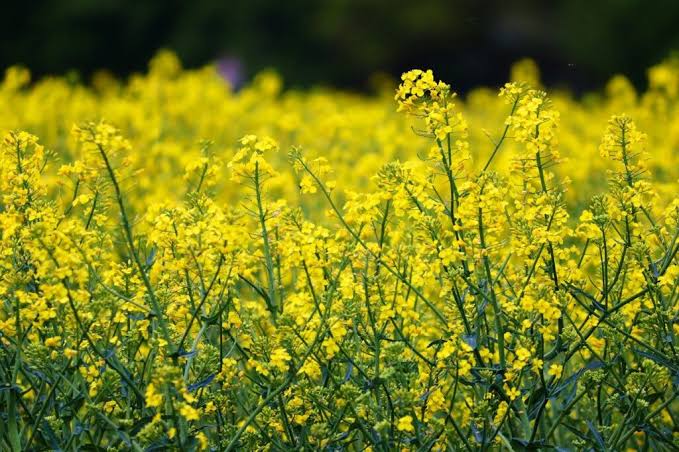 0424_yusuke's tweet photo. この時期、菜の花が満開で黄色の絨毯が広がる風景が好きです。近付くと、めちゃ目の痒みとくしゃみが止まりませんが🤧 https://t.co/nlRye66nFq