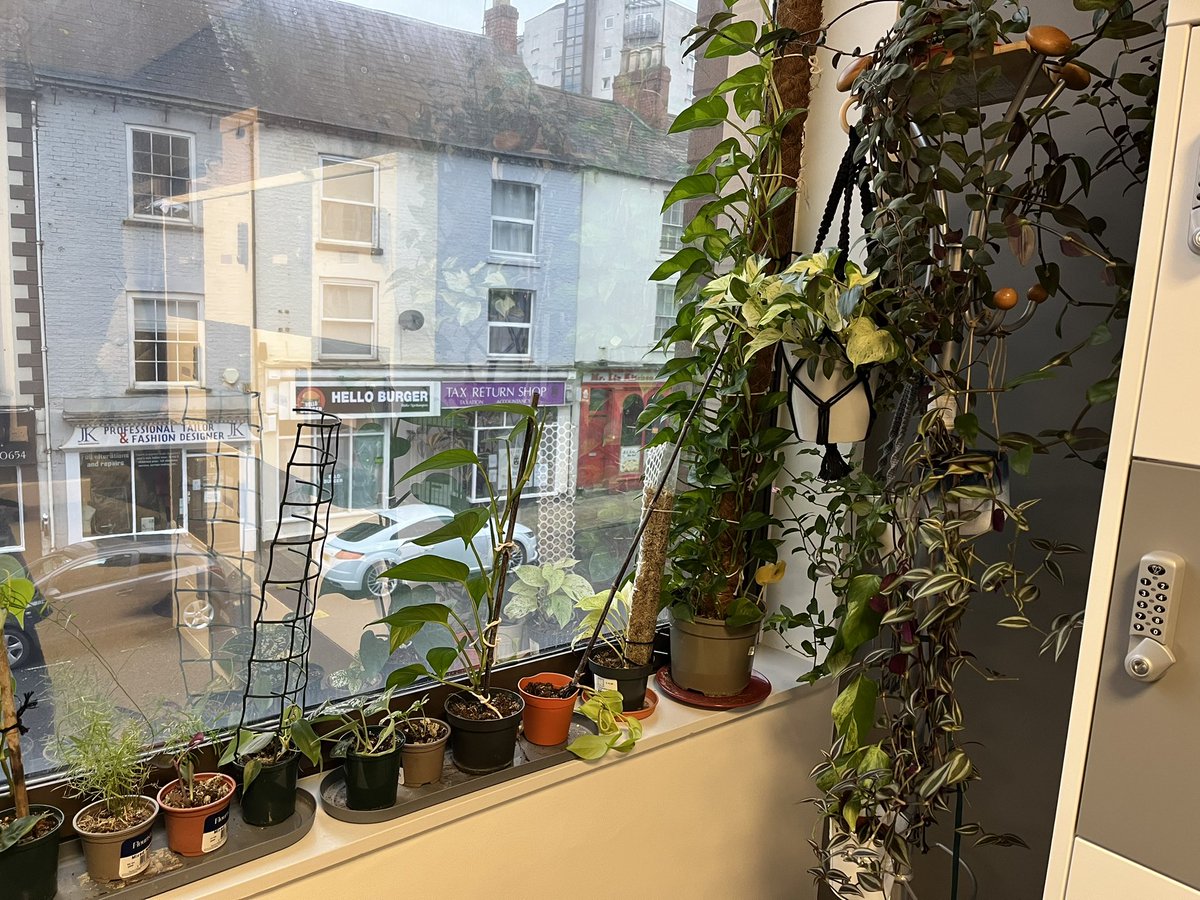 DanielleMill4's tweet photo. Working in the Northampton probation office today! Selection of plants that brighten up the office, all credit to a  green-fingered probation practitioner. #hmpps https://t.co/Y5kd539jUy