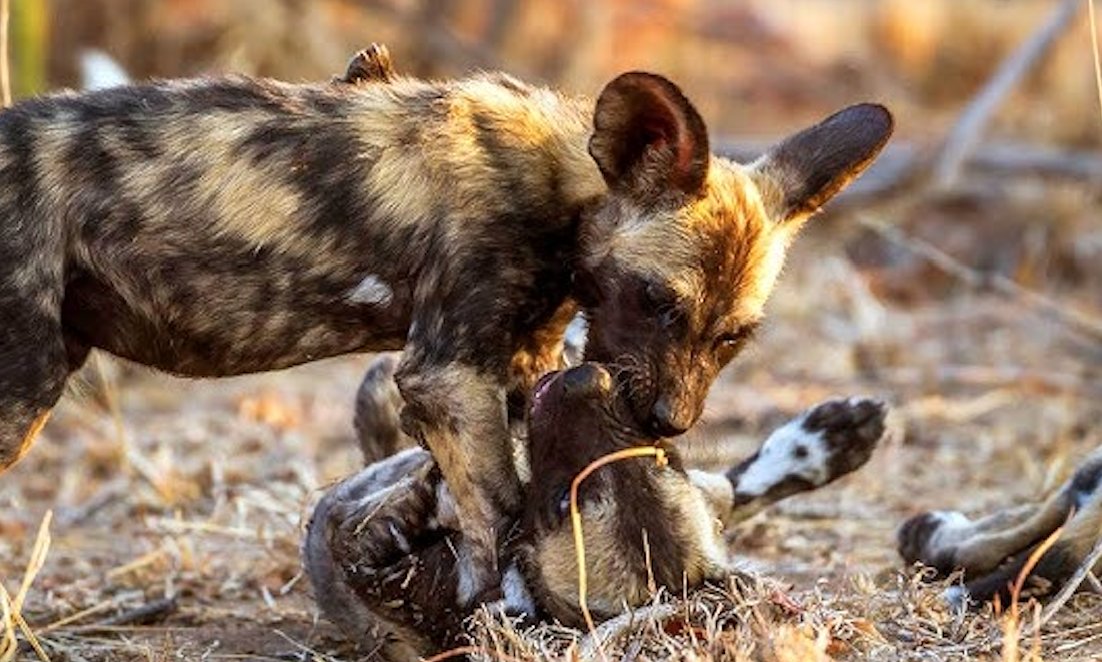 frostbite tweet media