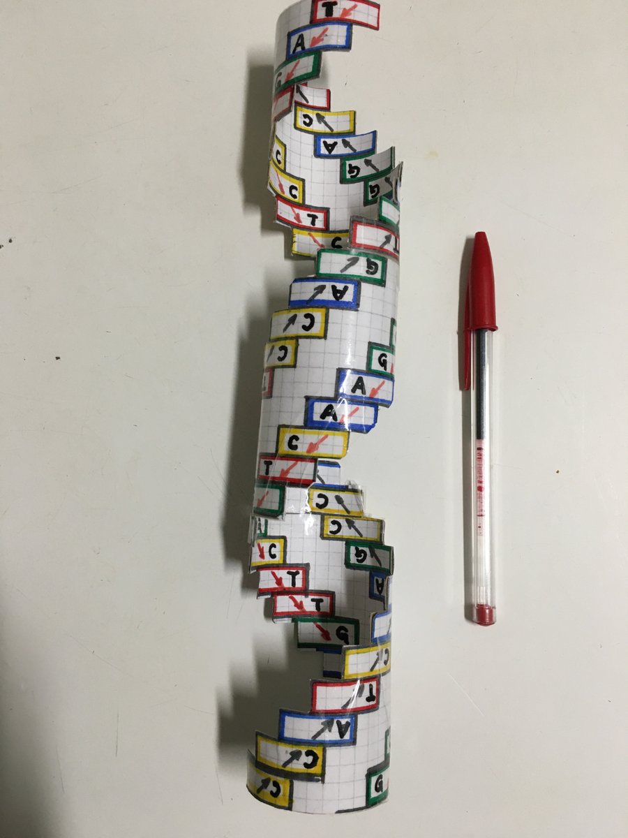 DNAdidactic's tweet image. DNAdidactic ha elaborado una nueva #maqueta de #ADN utilizando materiales sencillos cuya principal característica es  haber eliminado el surco mayor del modelo. Más adelante indicaremos la forma de hacerse con las instrucciones de su elaboración para quien le pueda interesar.