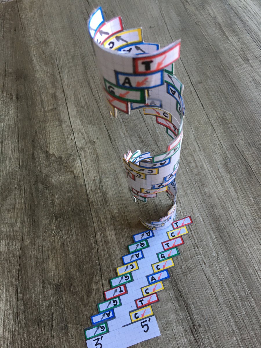 DNAdidactic's tweet image. DNAdidactic ha elaborado una nueva #maqueta de #ADN utilizando materiales sencillos cuya principal característica es  haber eliminado el surco mayor del modelo. Más adelante indicaremos la forma de hacerse con las instrucciones de su elaboración para quien le pueda interesar.