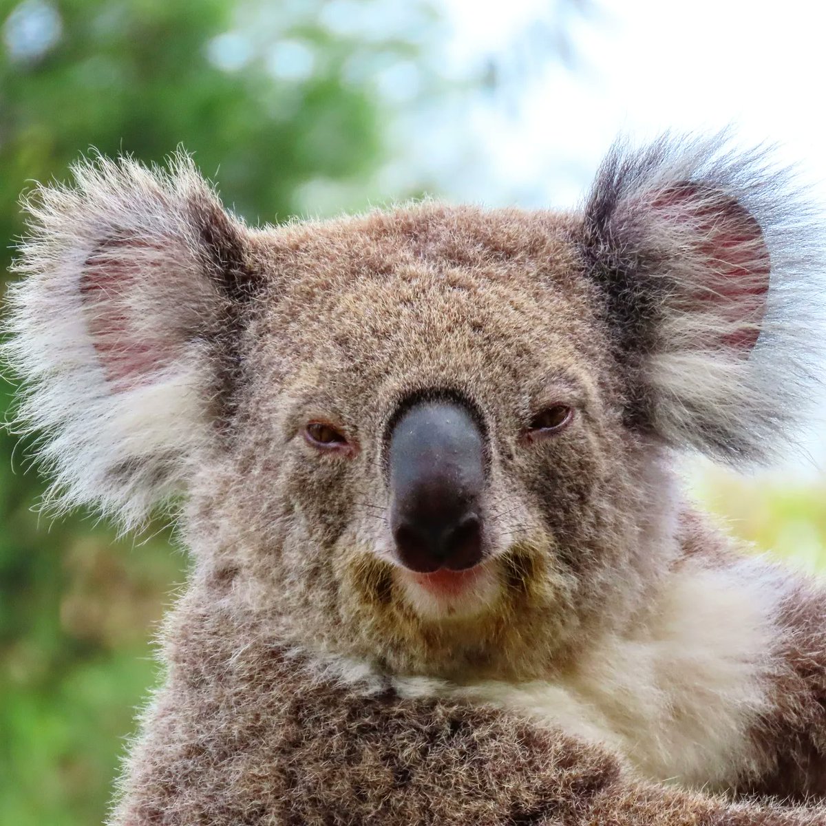How cute... Koala in Sydney Zoo today. Meeting our hearts. #norouteexplore #worldtravellers #sydney #koala