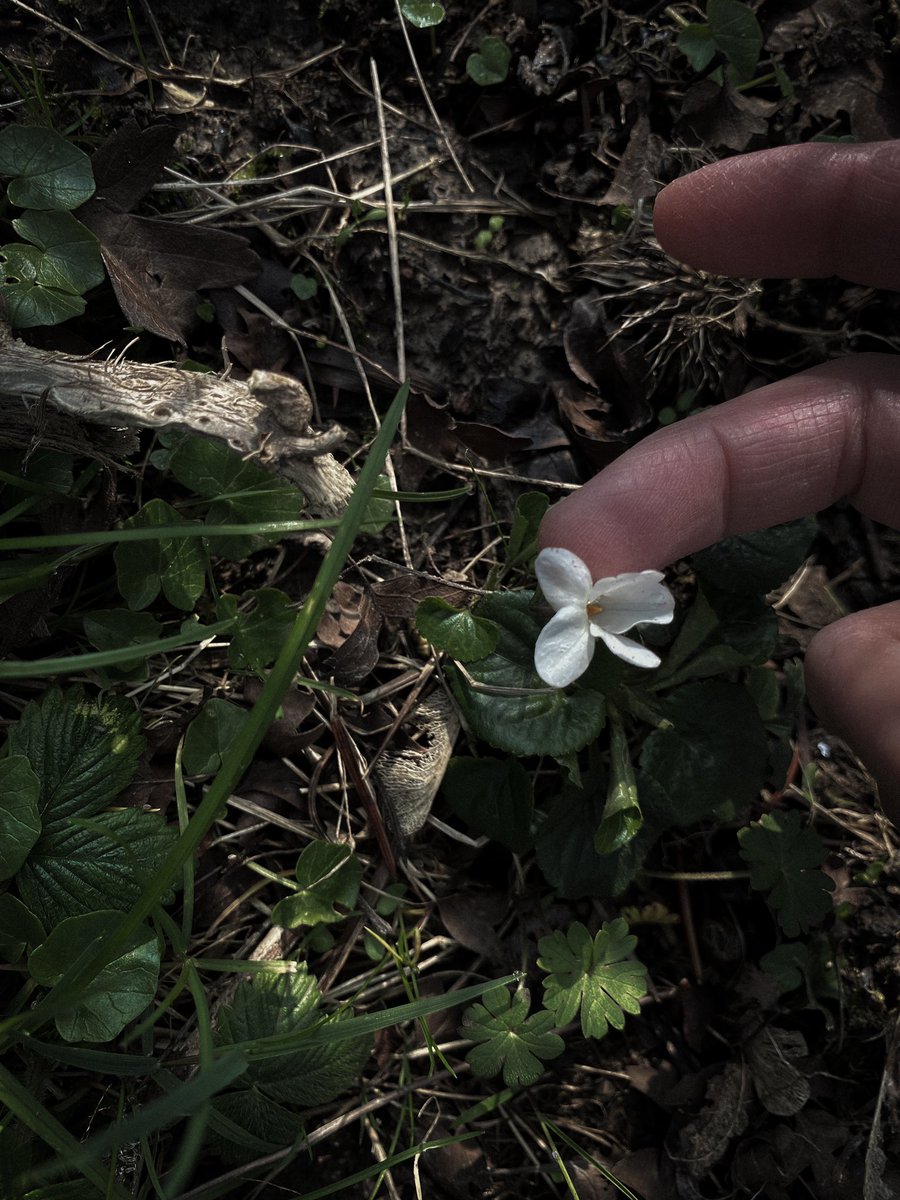 HollyOakLife's tweet photo. White violets in our garden! 先日@Linlin_fr さんの投稿で知った白すみれさん見てみたいと思ってたら何と翌日お庭に発見!野薔薇の枝が痛くて近くで写真撮れないけど本当に可愛い♡ #whiteviolet #Violaalba #violets #frenchcountryliving #countrylife #白すみれ #フランス生活 #庭のある暮らし https://t.co/Jp8qek7tbA