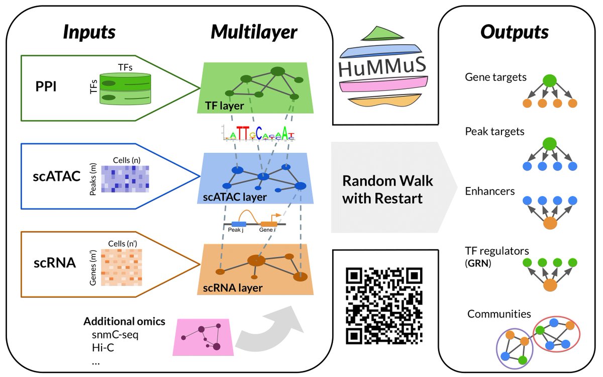 Finally out a new paper from the lab lead by @TrimbourR 'Molecular mechanisms reconstruction from single-cell multi-omics data with HuMMuS' doi.org/10.1093/bioinf… #singlecell #multilayernetworks