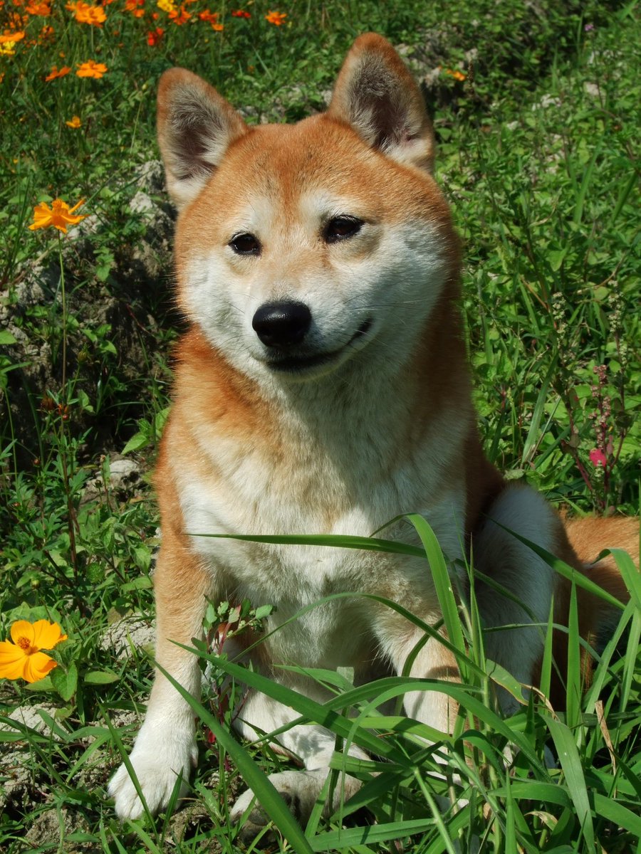 小乖，沒有早幾年回來陪伴妳、錯失的那幾年，少給妳的愛與陪伴，是姊姊今生永遠也無法彌補的遺憾，每每想到就好內疚，很難原諒自己，姊姊只能餘生都把妳放在我的心底與回憶裡，讓妳永遠存在著，直到姊姊也離開，那時我們會在另一個世界相聚了