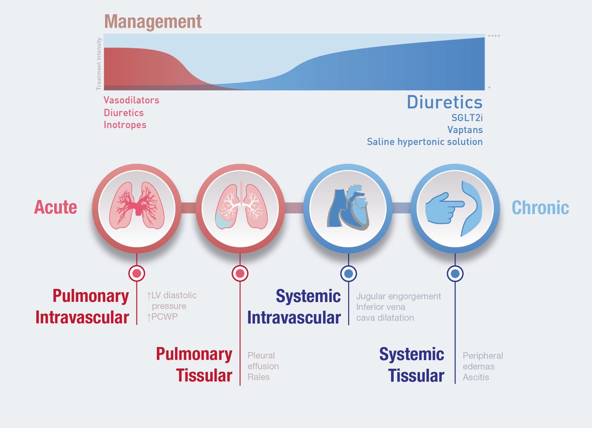 NephroP's tweet photo. Congestion phenotypes. Time onset, utility of circulating biomarkers, and potential therapeutic implications. 
🔗 https://t.co/RGcpBvm7Gi
#FOAMed #MedEd #POCUS #Nephpearls https://t.co/9uTdiqKRpV