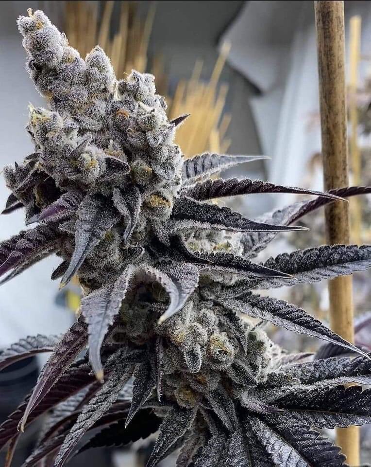 Give me a name and get oz free? 👇🏼
 t.me/mrJeremy420