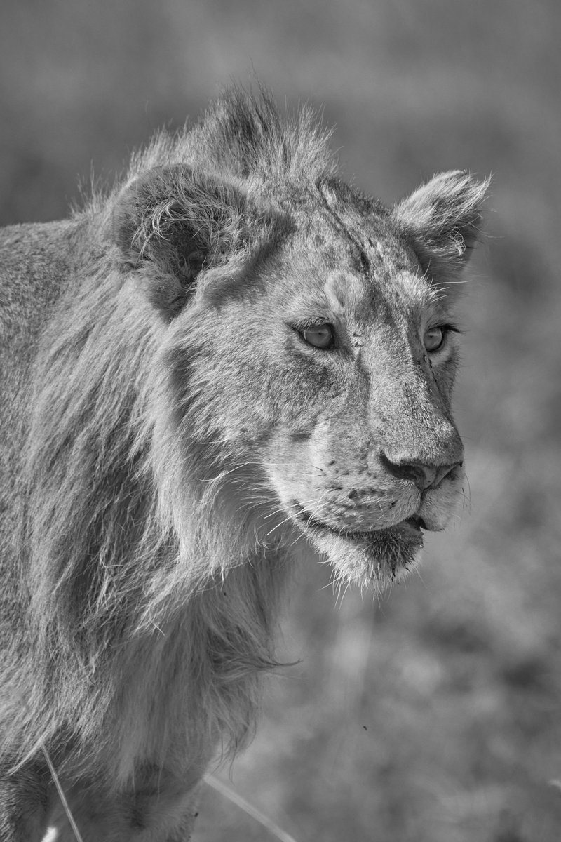 How Cute...Charming boy ! Ngorongoro Boy | Tanzania
#ngorongoro #intothewild #beautifullions #wildlifes #chasingafrica #animalkingdom #earthpix #lionsofafrica #tanzania #discovery #intoafrica #tanzania #lionsoftanzania #endangeredspecies #animalsoftheworld #bownaankamal