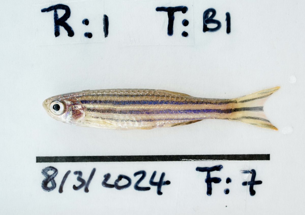 I’m looking for a few hundred fish photos please 🙏 We’re testing a new machine learning pipeline for landmarking and it works great for zebrafish but we’d like to test other species too.