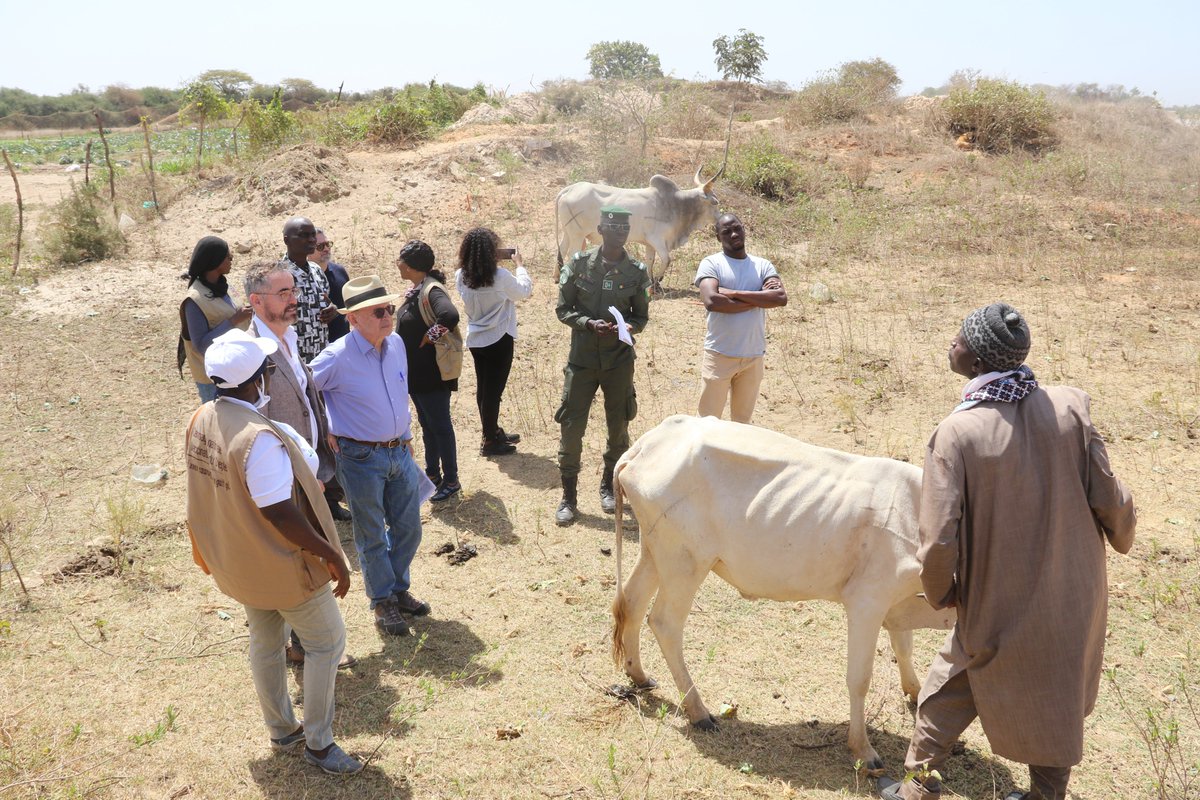 FAOSenegal's tweet photo. 📍Dakar, Thiès, Fatick, Tamba 

Dans le cadre du projet #GHS financé par @USAID,  l’équipe d’urgence de la @FAO a mené une mission avec @MepaSenegal et le Laboratoire national pour le contrôle de la présence de Lucilie Bouchère au Sénégal 🇸🇳 

🗓️ Du 5 au 9 mars
 #FAO_ECTAD https://t.co/Cel7iPsIcL