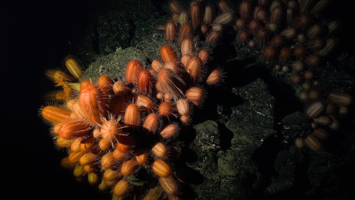 W.530 / Juan Fernández Seamount Chain / Southeast Pacific

Among the many incredible new species found dwelling on Chile's underwater mountains, a bright red sea-toad (or Chaunacops) with modified fins for walking on the seafloor crosses into view of the ROV. Looking very much