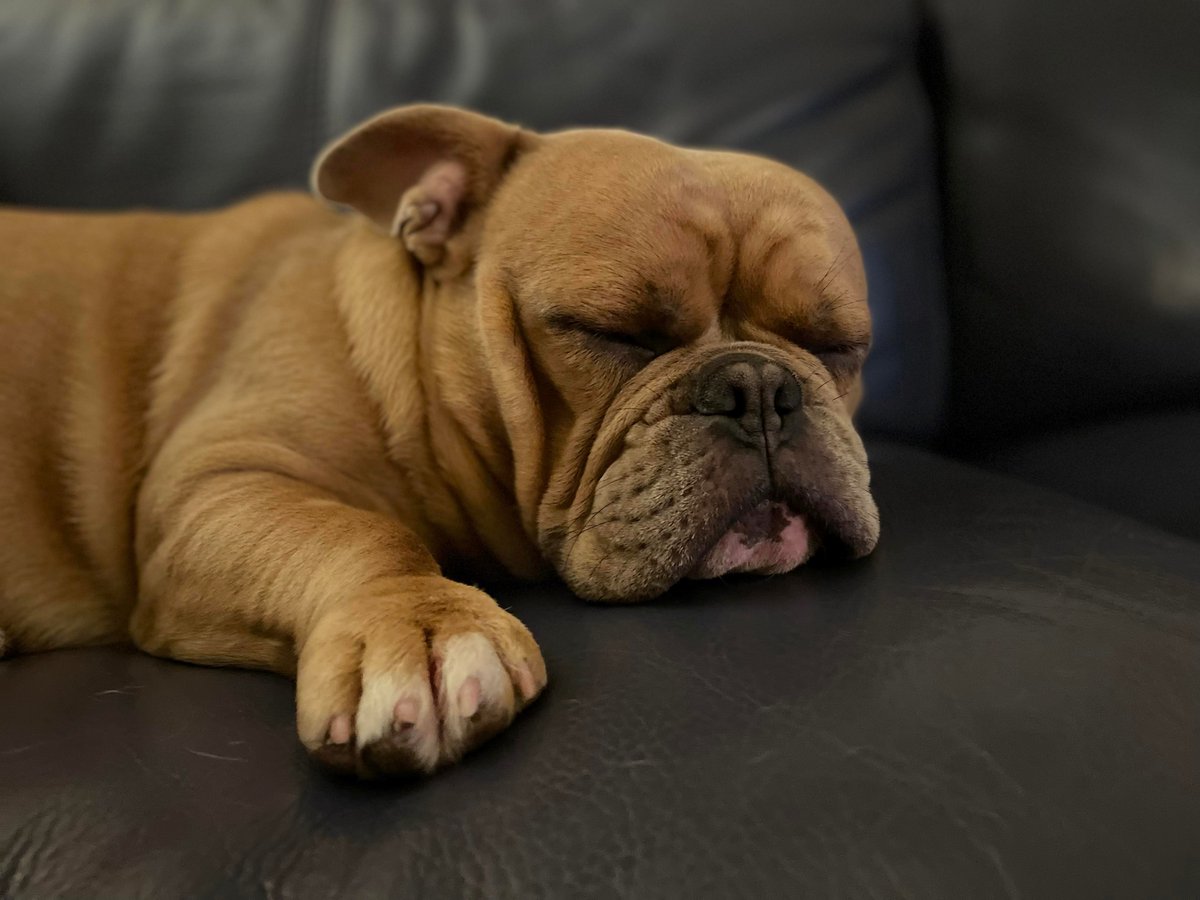 It's #NationalNappingDay - and some of our volunteers' dogs are having a well-earned rest. ❤️