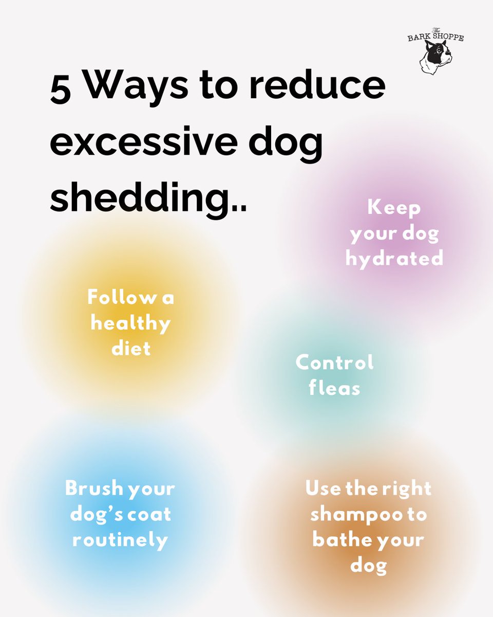 Shedding in dogs is natural and normal for all breeds, and there are no “real” non-shedding dogs – some simply shed less. #thebarkshoppe #petparent #dogcare #petcare #dogshedding #petcaretips #dogsheddingtips #dogcoat