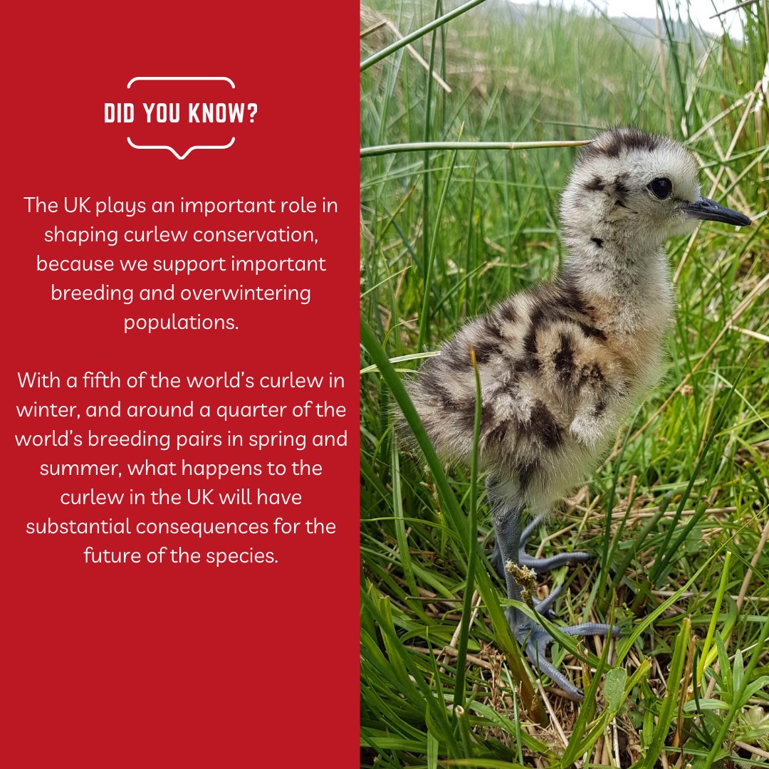 Were you aware of the importance the UK plays in shaping Curlew Conservation? 🤔#ActionforCurlew gwct.org.uk/wildlife/appea… #LastCurlew #followthescience #workingforwildlife #conservationatwork