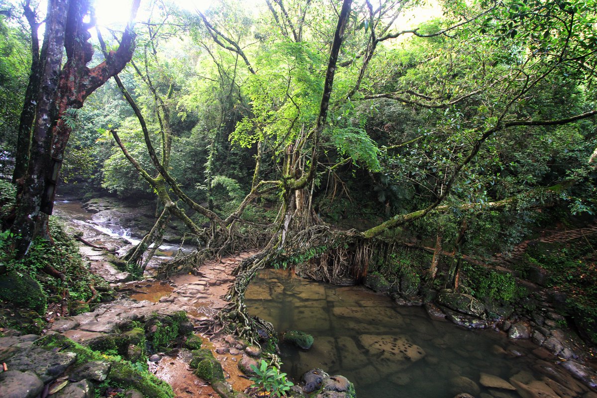 Forget steel & concrete! This bridge is made of living ROOTS! Check out the amazing Living Root Bridge in Riwai Village on your next trip to our State. Nature's engineering at its finest! #Meghalaya #TravelMeghalaya #IncredibleIndia