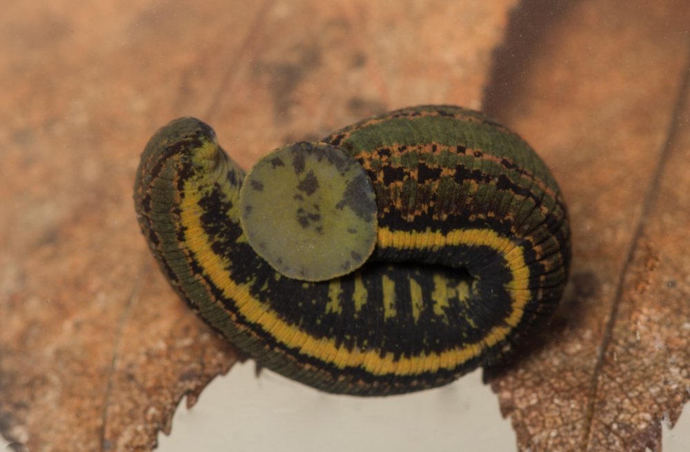 Buzz_dont_tweet's tweet photo. At the end of last year we were delighted to share that one of Scotland's rarest invertebrates, the #MedicinalLeech (Hirudo medicinalis), had been confirmed in Dumfries & Galloway for the first time, after a sighting was verified by #BuglifeScotland.
๐
https://t.co/E4UIphLwKc https://t.co/cR4CjVCrRU