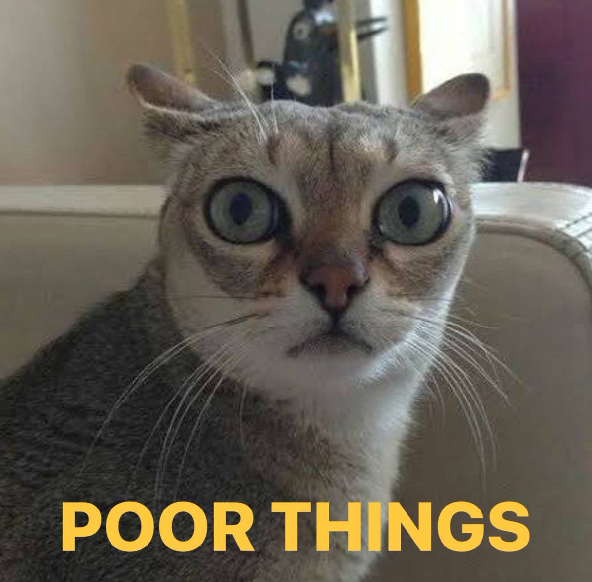 koalandeMichi's tweet image. 