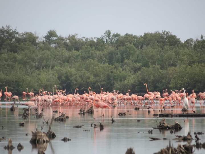 11 de Marzo de 2024, entra en vigor la Ley No.150 "Del Sistema de los Recursos Naturales y el Medio Ambiente" en #Cuba. El enfoque ecosistémico, elemento imprescindible para garantizar un medio ambiente sano y equilibrado. #CubaPorLaVida #AmarCubaAmarLaNaturaleza