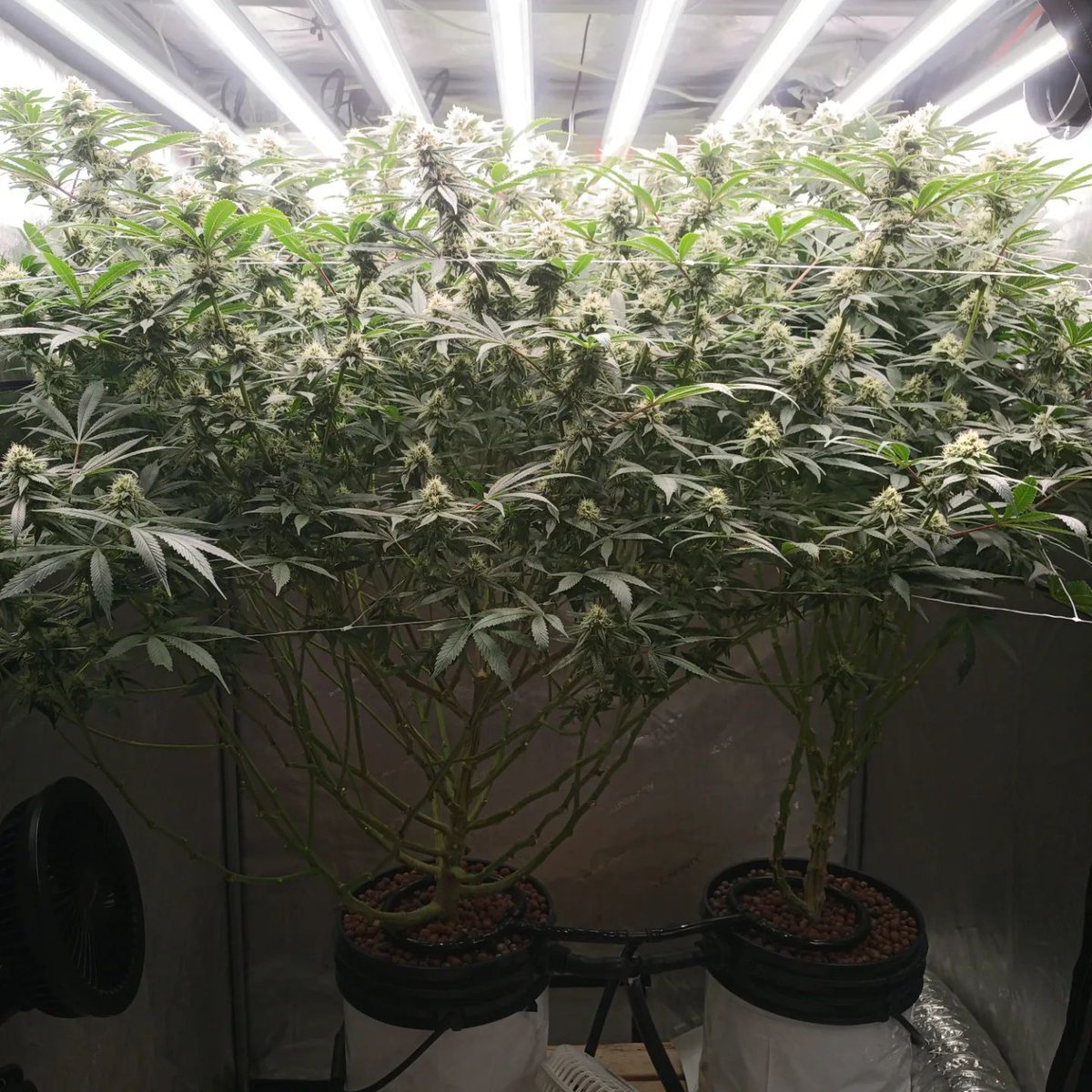 spiderfarmerled's tweet photo. Looks like a strong girl! Under Spider Farmer G8600 LED Grow Light๐ก
https://t.co/KCsvnDXT6d
#spiderfarmer #spiderfarmerled #indoorgrow #ledlight #ledgrow #ledgrower #ledgrowlight #growlight #ledgrowlights #sfgrow #cannabis #spiderfarmerg8600 https://t.co/NUQMOBwrIF