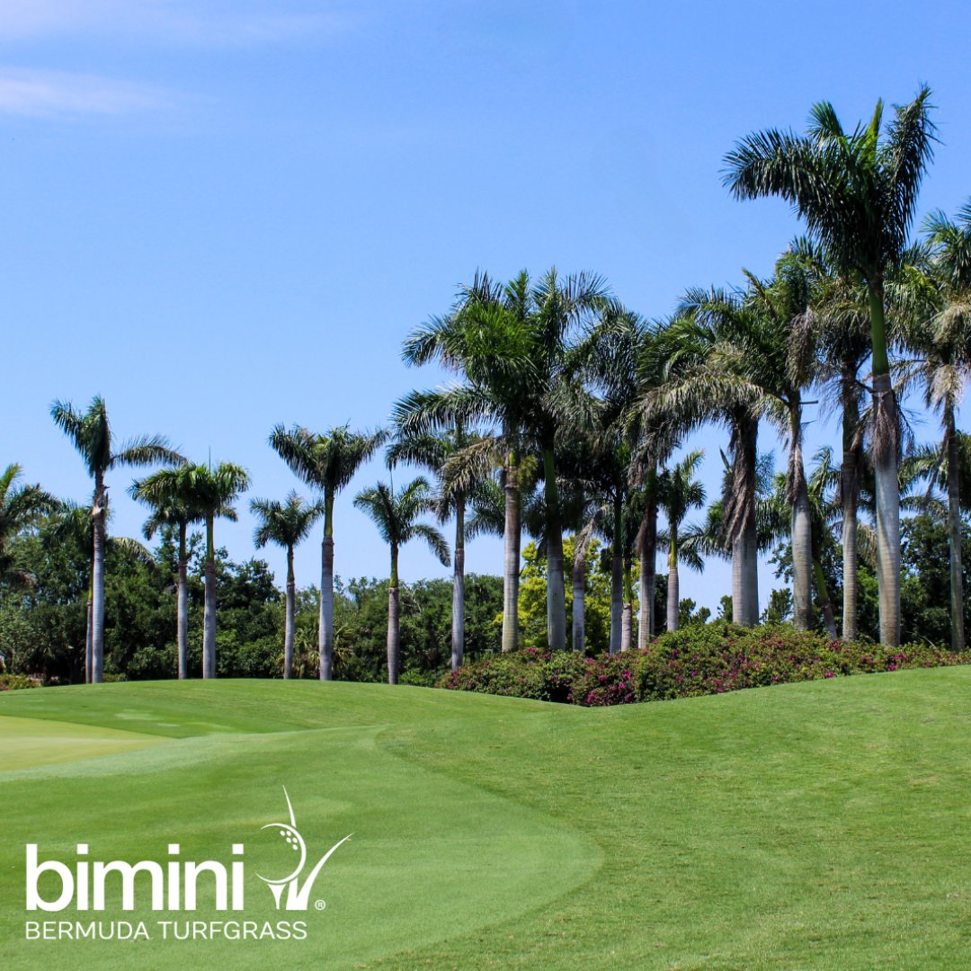 Elevate your golf course experience with BIMINI®! 

Renowned for its remarkable tensile strength and superior traffic tolerance, BIMINI® sets the standard for excellence on the green. ⛳️ 

#BIMINI #golfcourse #golf #golflife #golfstagram #grass #instagolf