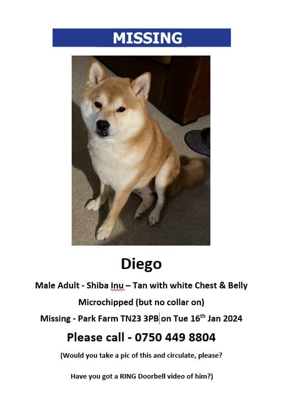 🐕 #missing DIEGO is a shiba inu who escaped from home around 11am Tue 16 Jan 2024 in Saw Lodge Field, Park Farm #Ashford #Kent #TN23 Diego was not wearing a collar, but is chipped up to date. He has a tan body, white cheeks, chin, chest & belly. Please RT doglost.co.uk/dog-blog.php?d…