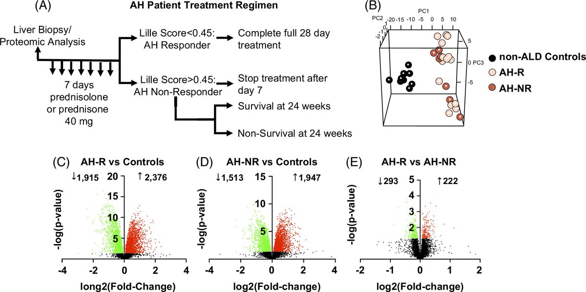 rabataller's tweet image. Interesting study in alcohol-associated hepatitis showing that patients NOT responding to prednisolone have reduced hepatic levels of the glucocorticoid receptor.

This suggests a direct effect of corticosteroids on the liver.

#livertwitter @HepCommJournal @AASLDtweets