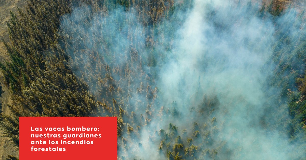 🚒🐄Las vacas bombero 🐄🚒

Hoy te queremos hablar de la función de las vacas bombero en nuestras tierras en nuestro nuevo blog📝.

#CarneSierradeGuadarrama #VacasBombero #MedioAmbiente #BienestarAnimal #Sostenibilidad