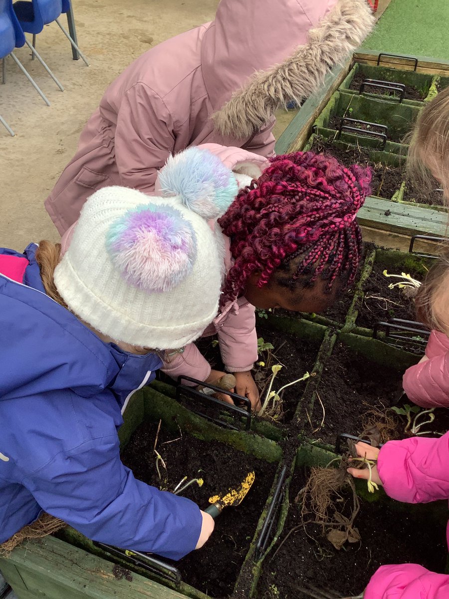 StJosephsCas's tweet photo. Today we have been planting some yummy strawberries ๐ This is the start of our kitchen garden we are hoping to plant more fruits and vegetables soon! #eyfs #nationaltrust #howthingsgrow https://t.co/kTk2eiksak