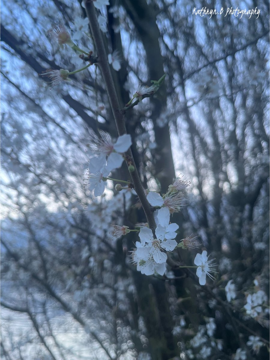 Good Morning Happy Monday I hope you all had a wonderful weekend and have an awesome week ahead 

🩵🩵🩵

#mondaymorning #haveablessedweek #blossom #march #spring #naturewalks #photooftheday
#photography #MHHSBD #Derbyshire