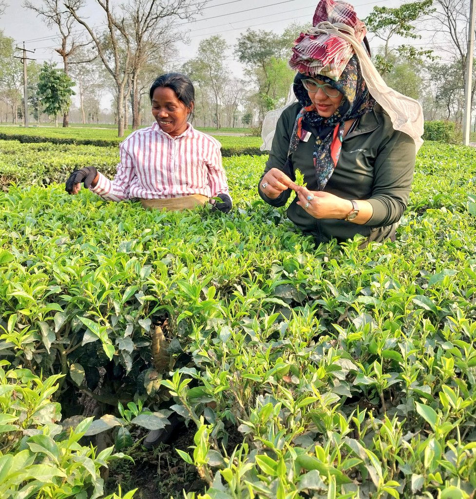 deepanwita_t's tweet photo. North Bengal, my birth land, and from where my parents originally come, is one of India's most diverse landscapes. #teaseason #teagarden @incredibleindia @northbengaltour @BengalTourismCo @tourismgoi @KurseongP https://t.co/XsFR1hHgvj