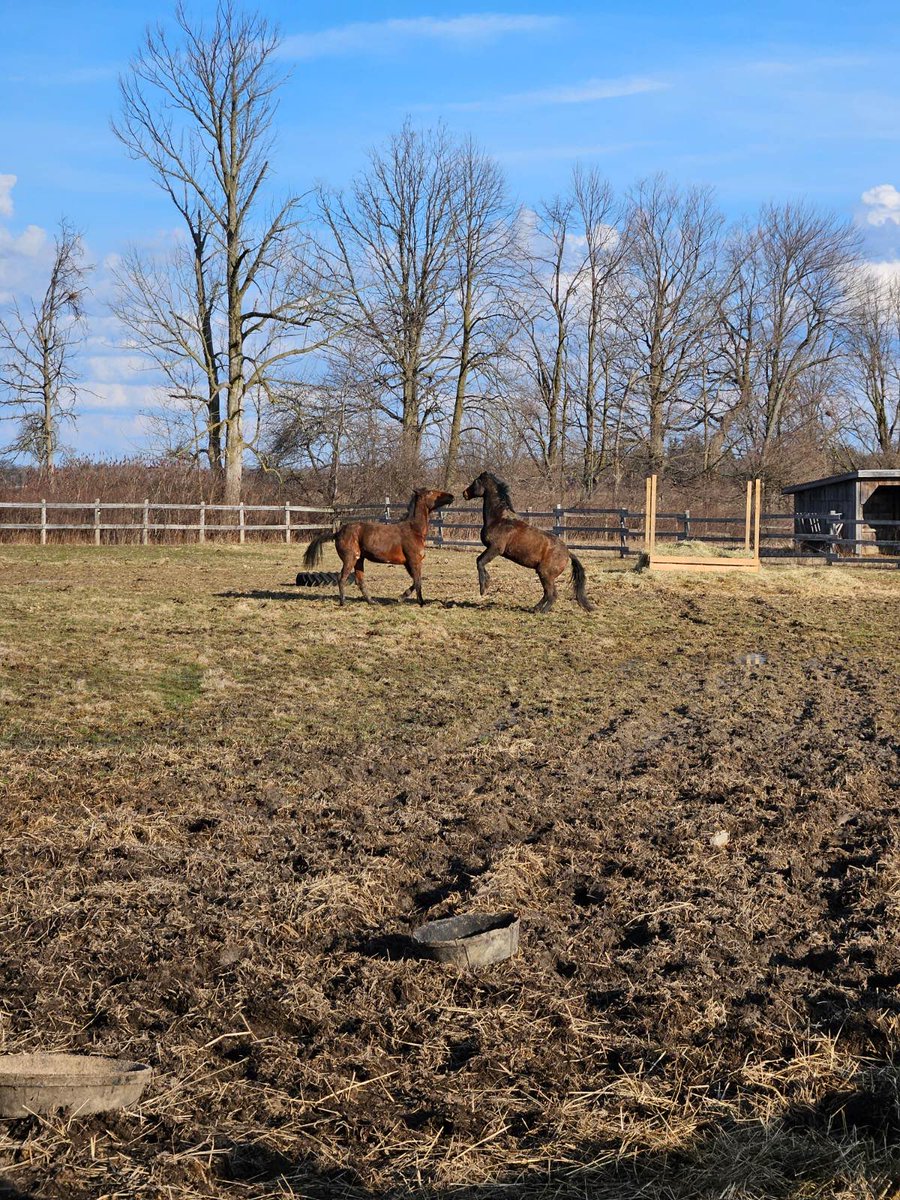 LusiAndAlbert's tweet photo. Muddy #Magical #Albert wants to wish everyone a wonderful day and week ahead. #horselover #thebountyofillusionist #greatgelding  Photos courtesy of D. Nelson. https://t.co/GQmNQOH6vU