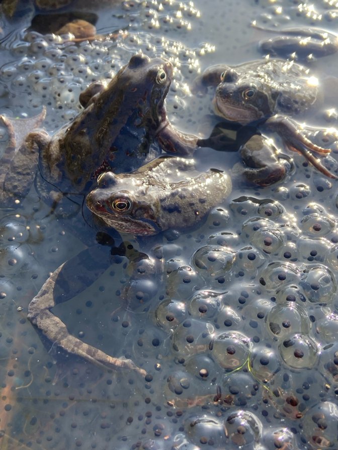 Spring has finally arrived in the #LadybridgeFarm pond! Within the last few days, we now have a pond full of frogs and frogspawn! 🐸 #connectwithnature