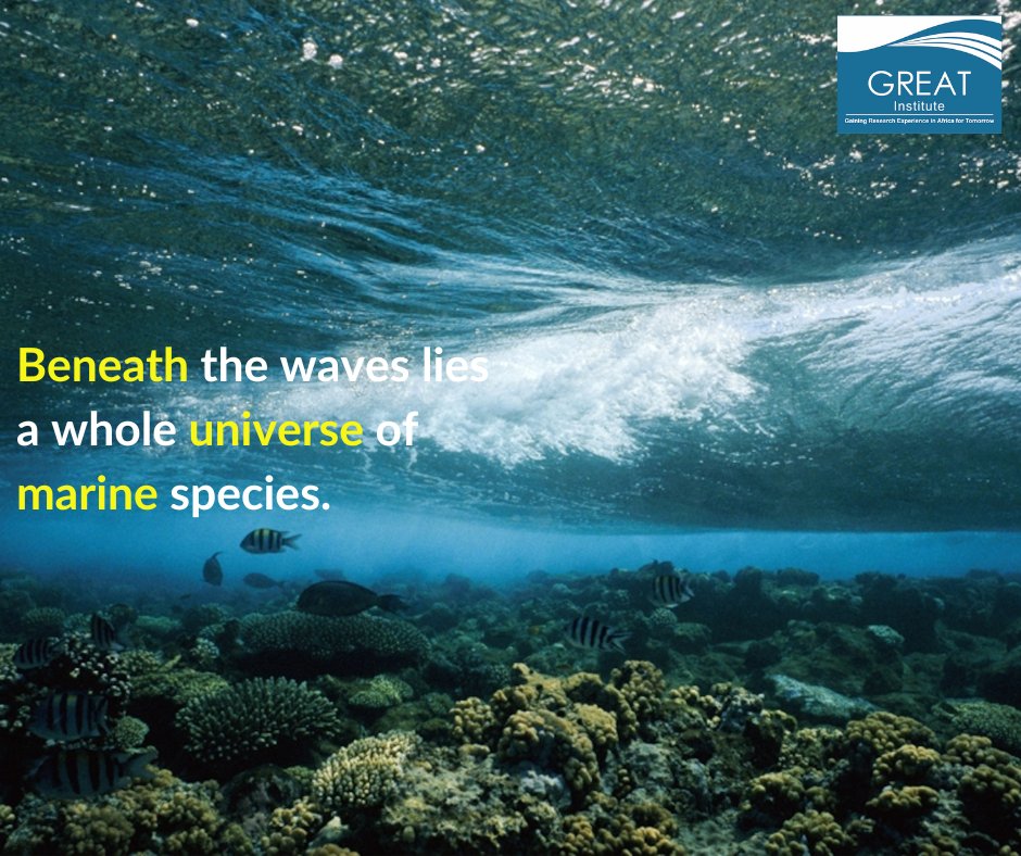 The graceful movements of the marine organisms and the vastness of the underwater world are simply breathtaking. #greatgambia #marinebiodiversity #ocean 📸: NatGeo