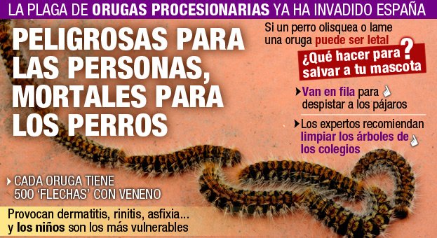 Cuando se acerca la primavera aparece la #procesionaria del pino.

En los seres humanos pueden provocar irritación en oídos, nariz y garganta. Y si tu perro lame una oruga o sufre una picadura tendrá graves heridas o incluso puede morir.

Ten precaución.