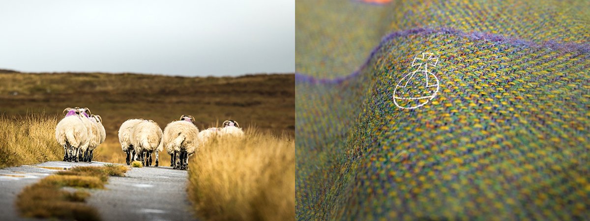 It was a lovely weekend for a leisurely stroll. This beautiful @harristweedheb fabric hosts a plethora of Hebridean colour upon closer inspection. 📸 Sheep | Lewis Mackenzie #harristweed #colourmatch #sheep #outerhebrides #ClòMòr #traditional #weaving #fabric #purple #yellow