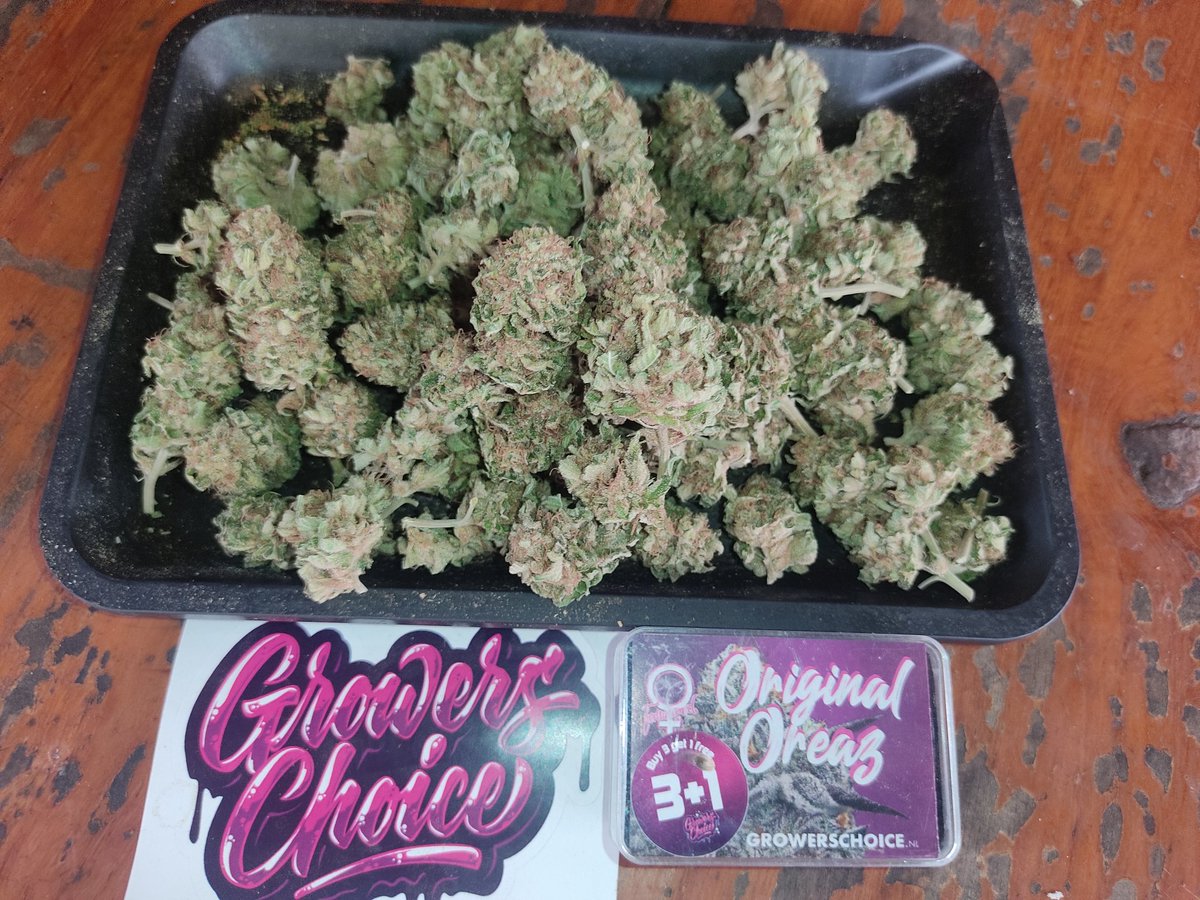 viewkim's tweet image. ดอก og farmview  กรัม 80 แยกมีราคาลด
โปรพันลำคิงไซล์ใช้เศษดอกทางฟาร์ม
1000 บาท 35 ตัว 
ปลีกตัว 35 บาท
line viewson5x ส่งฟรีทั่วไทย
#กัญชา #กัญชาลำปาง #Oscars #กัญชาออแกนิค #กัญชากรุงเทพ #กัญชากทม #Oscars2024 #AREA52inMonterrey #ARLECCHINO #BamBam #แพทริค #ARLECCHINO #Oscar2024