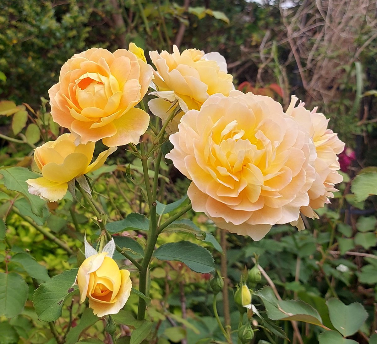 Sandi Leonard tweet media