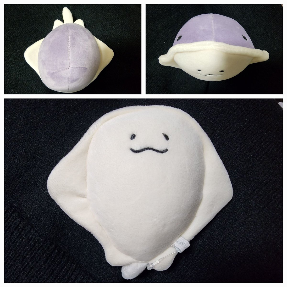 退職祝いにとエイが届いたので
様々な角度から撮影するなどした。 