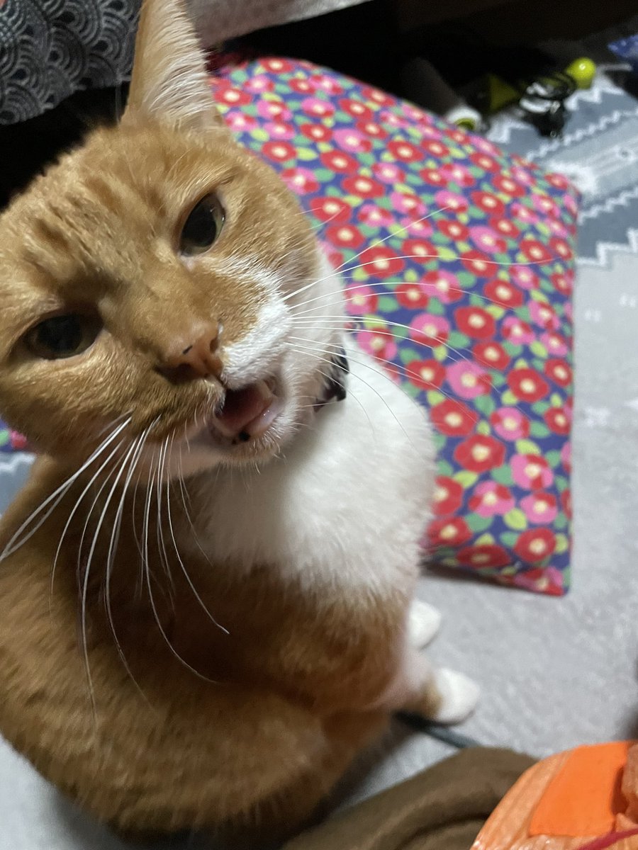ねこねー3に似合う日本の伝統色は【黒檀】です！誰色にも染まらない。こだわりが強い。凄まじい集中力の持ち主。意外とネガティブ

#あなたを伝統色に例えると

hoyme.jp/shindan/38341/…

黒は似合わないと思う🤭
