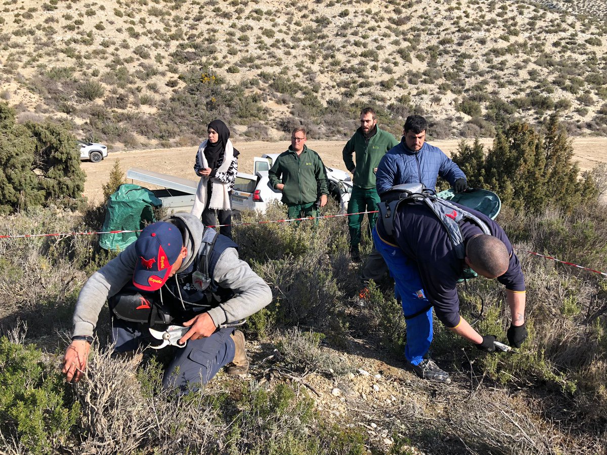 CITAAragon's tweet photo. 📸 Imágenes de recolección de #romero 🌿en la finca de Acampo de Torrijos, en Torrecilla de Valmadrid, como parte del trabajo del proyecto #PDR #RecolectaPAM

#aromáticas #investigacion https://t.co/lBNUE6lqZ6