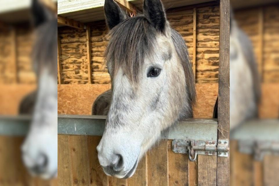 Large amount of pony equipment, including sentimental items, stolen from tack room near Bournemouth airport .. Read more &gt;&gt; farmwatcher.co.uk/alerts/pony-eq… #RuralCrime <a href="/dorsetpolice/">Dorset Police</a>  <a href="/PCCDorset/">Dorset PCC</a>