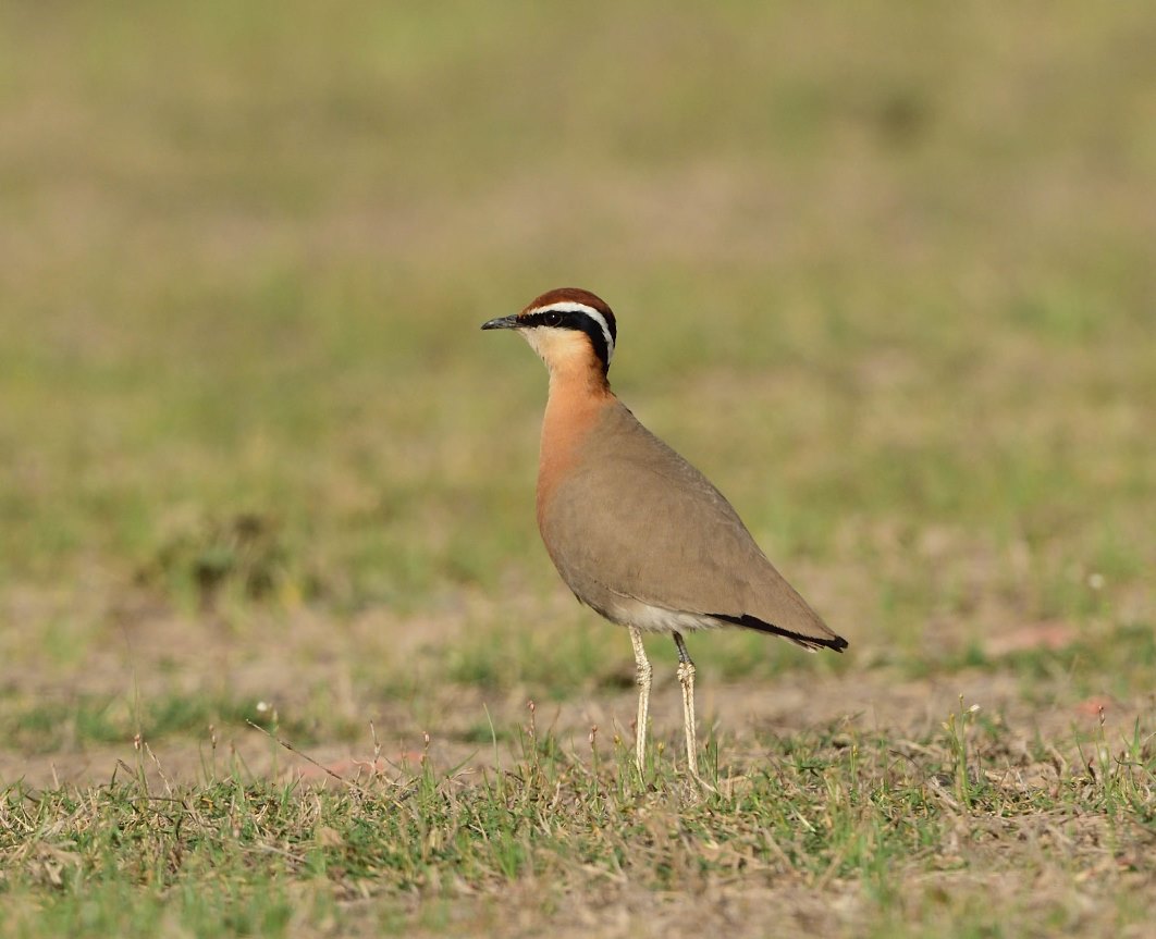 Waders are one of my favourite bird orders; with so many stunning species. One my targets on the recent Northern India trip was Indian Courser and they didn't disappoint.