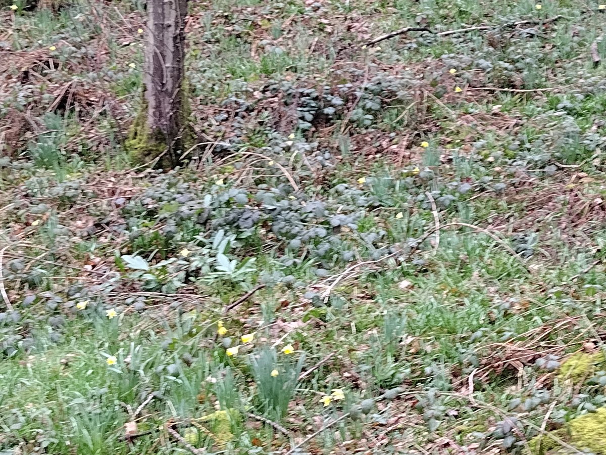 The Wild daffodils are looking great in Lea Wood and Derwentside by the Cromford Canal today @DerbysWildlife