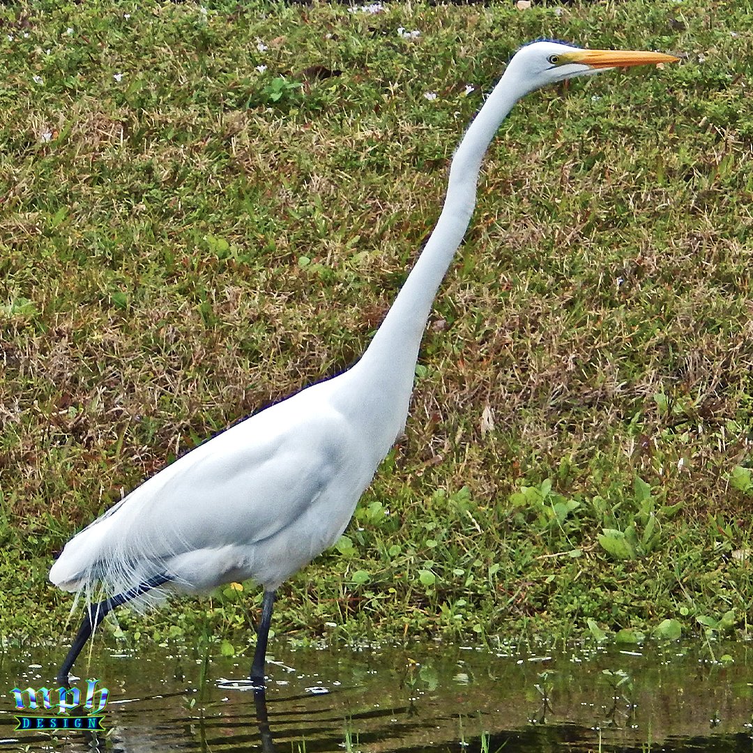 📷Creature
#Egret #Heron #WadingBird #SWFL #FortMyers #Florida #Bird #Photography #NFT #fyp #Wildlife #Nature #MPHDesign