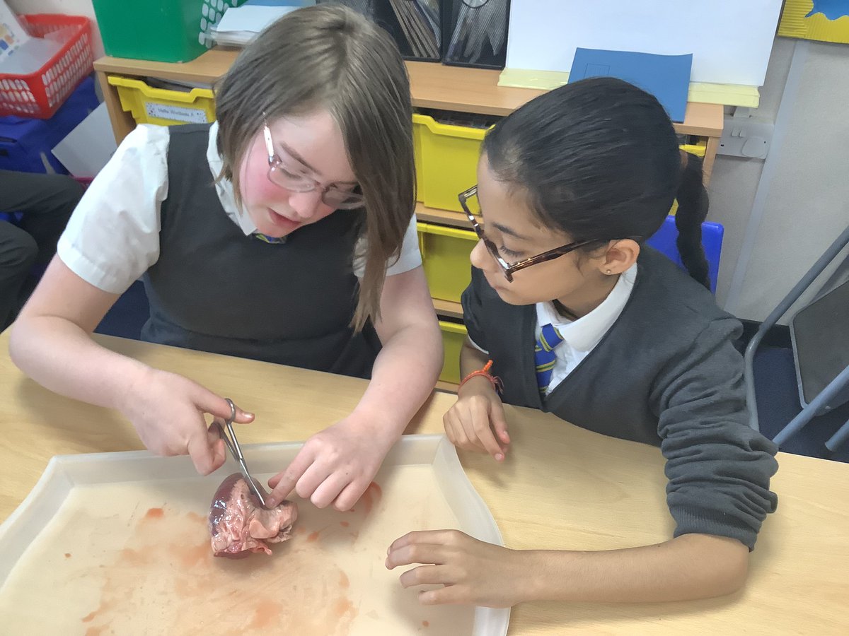 Last week year 6 dissected hearts as part of their learning about the circulatory system in science. Thanks @hiimpactconsult for your expertise. #STEM